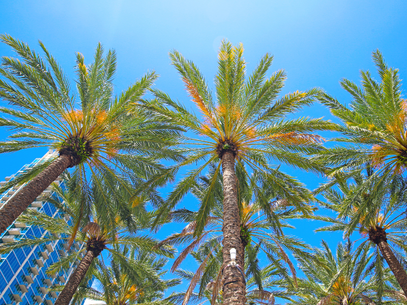 Calor intenso en Tampa para hoy lunes, 19 de agosto de 2024.