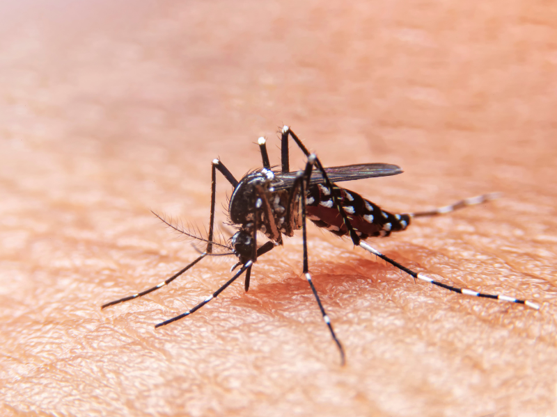 Mosquito
